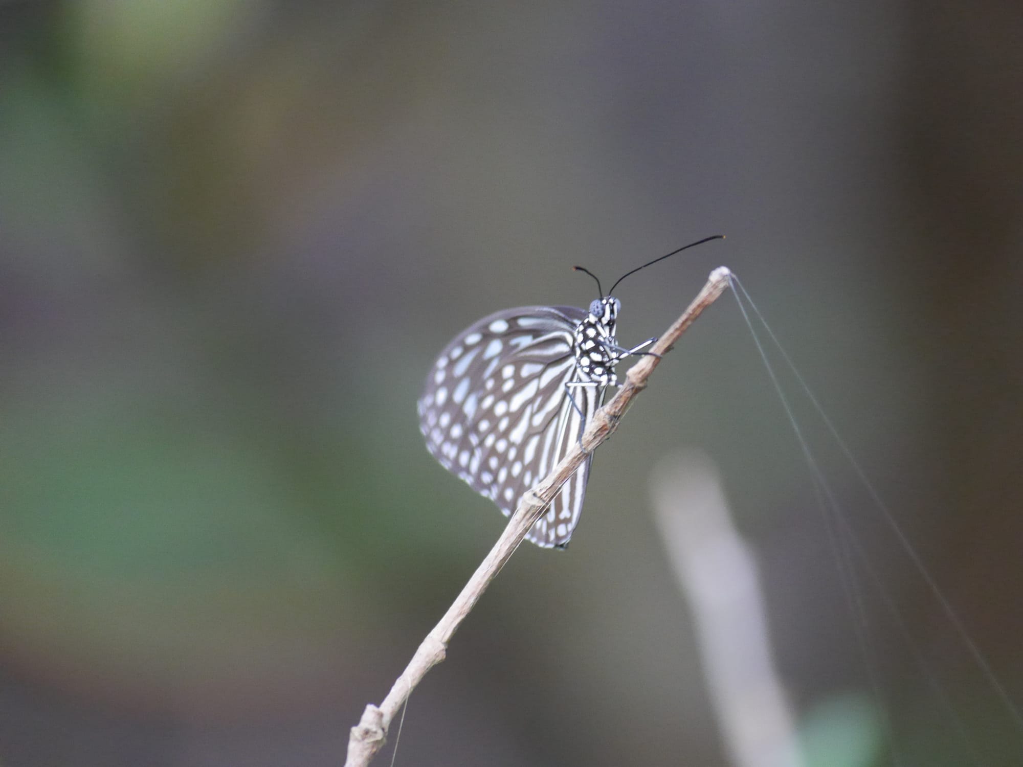 Photo by Author — butterfly — Sungei Buloh Wetland Reserve, Singapore