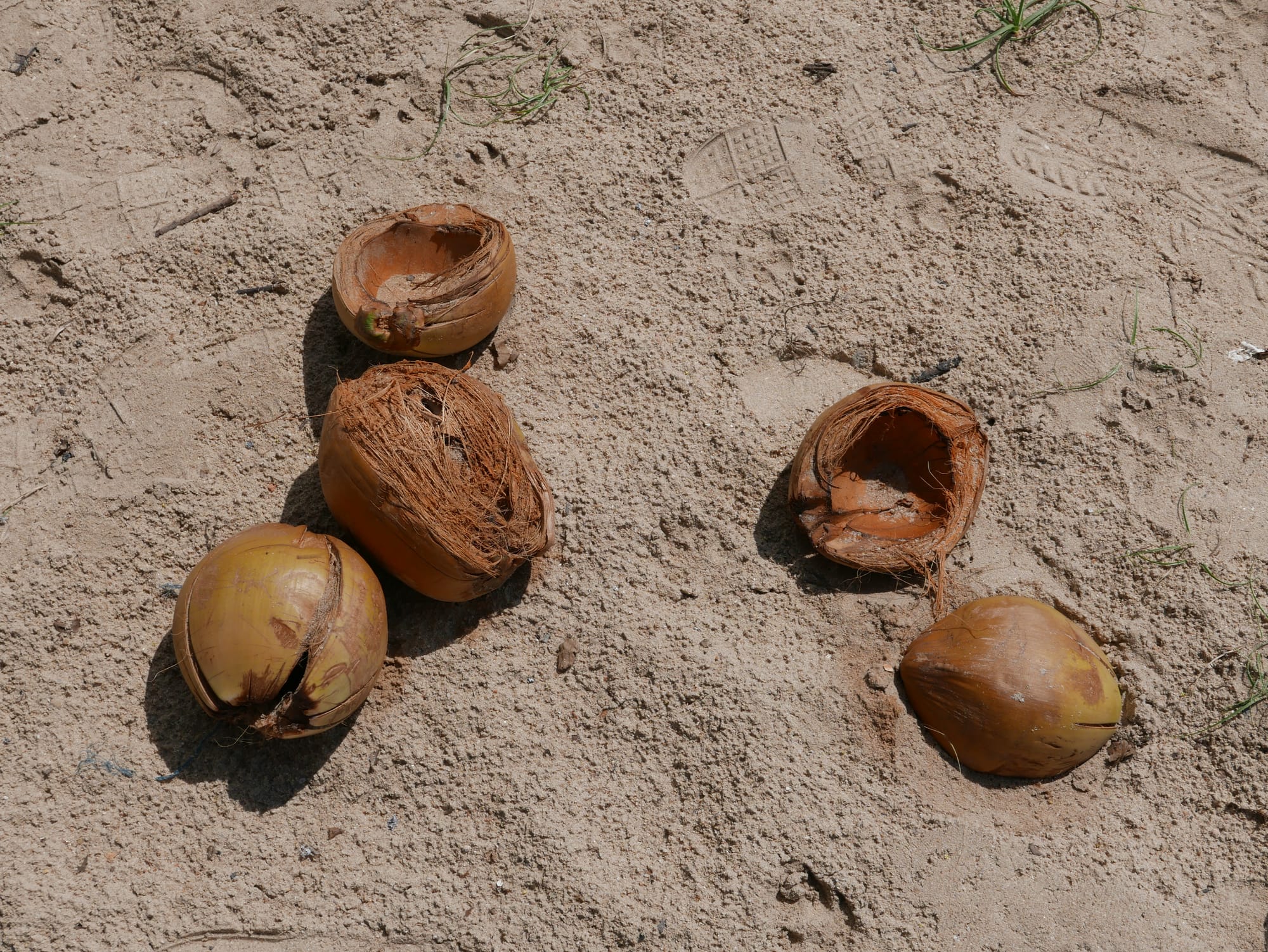Photo by Author — coconut husks — Desaru Beach, Kota Tinggi, Johor, Malaysia