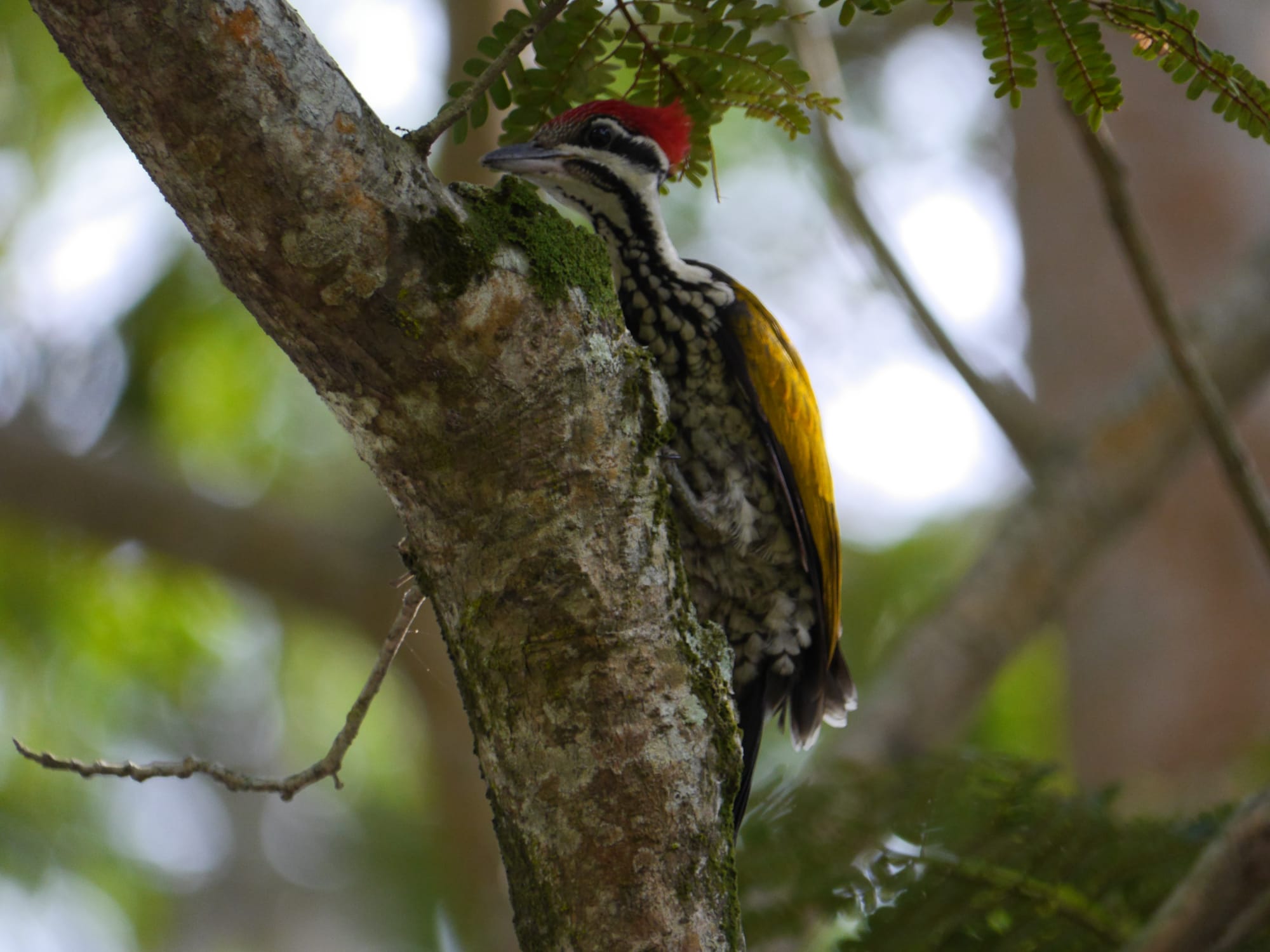 Photo by Author — Common Goldenback Woodpecker or Common Flameback (Dinopium javanense)