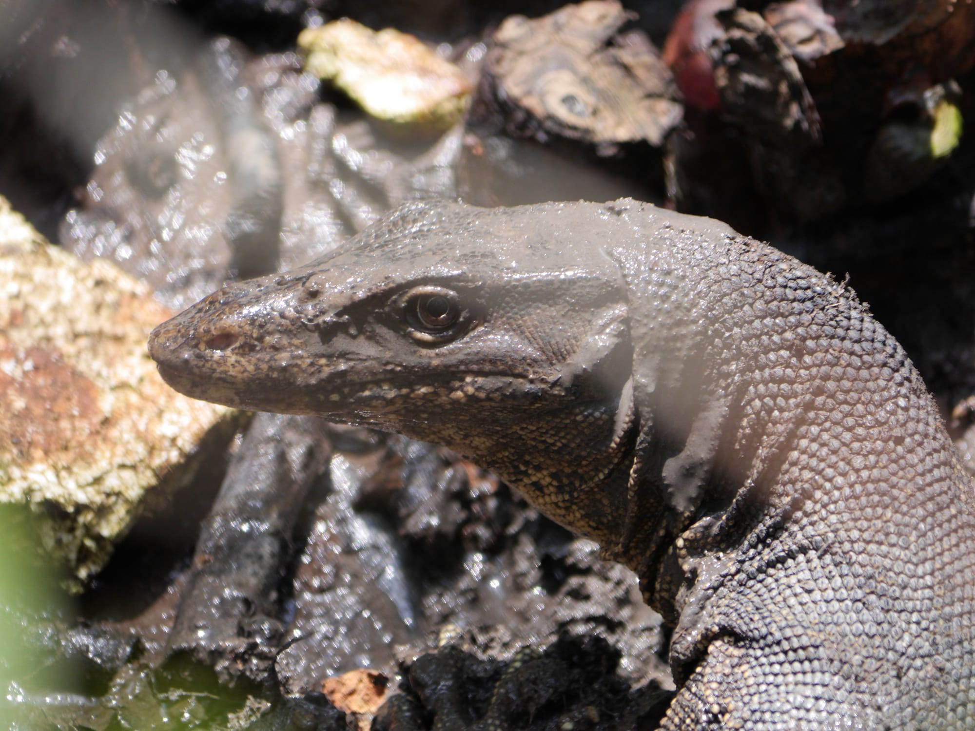 Photo by Author — Malayan Water Monitor (Varanus salvator) — Tanjung Piai National Park