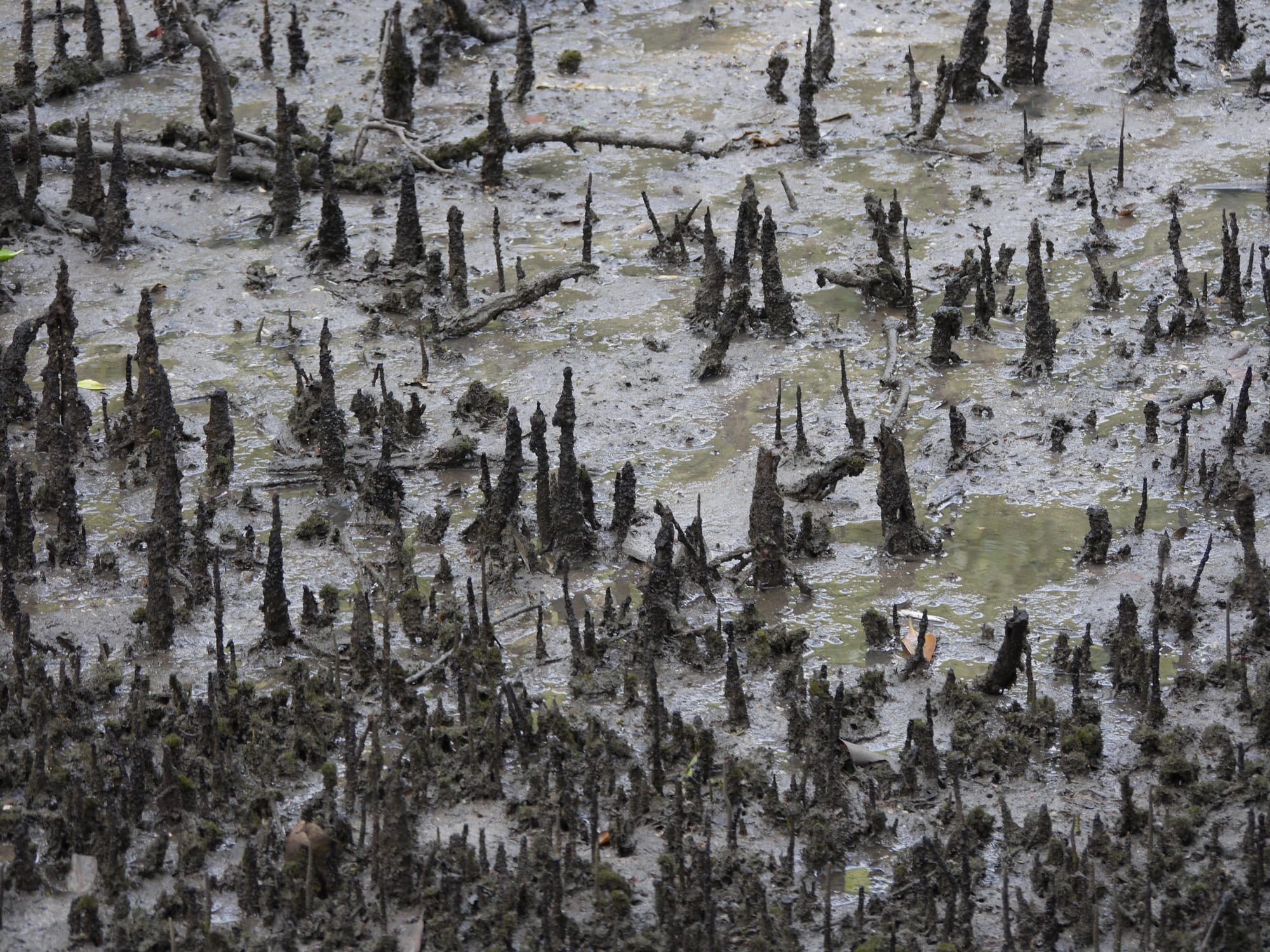 Photo by Author — mangrove swamp — Sungei Buloh Wetland Reserve, Singapore
