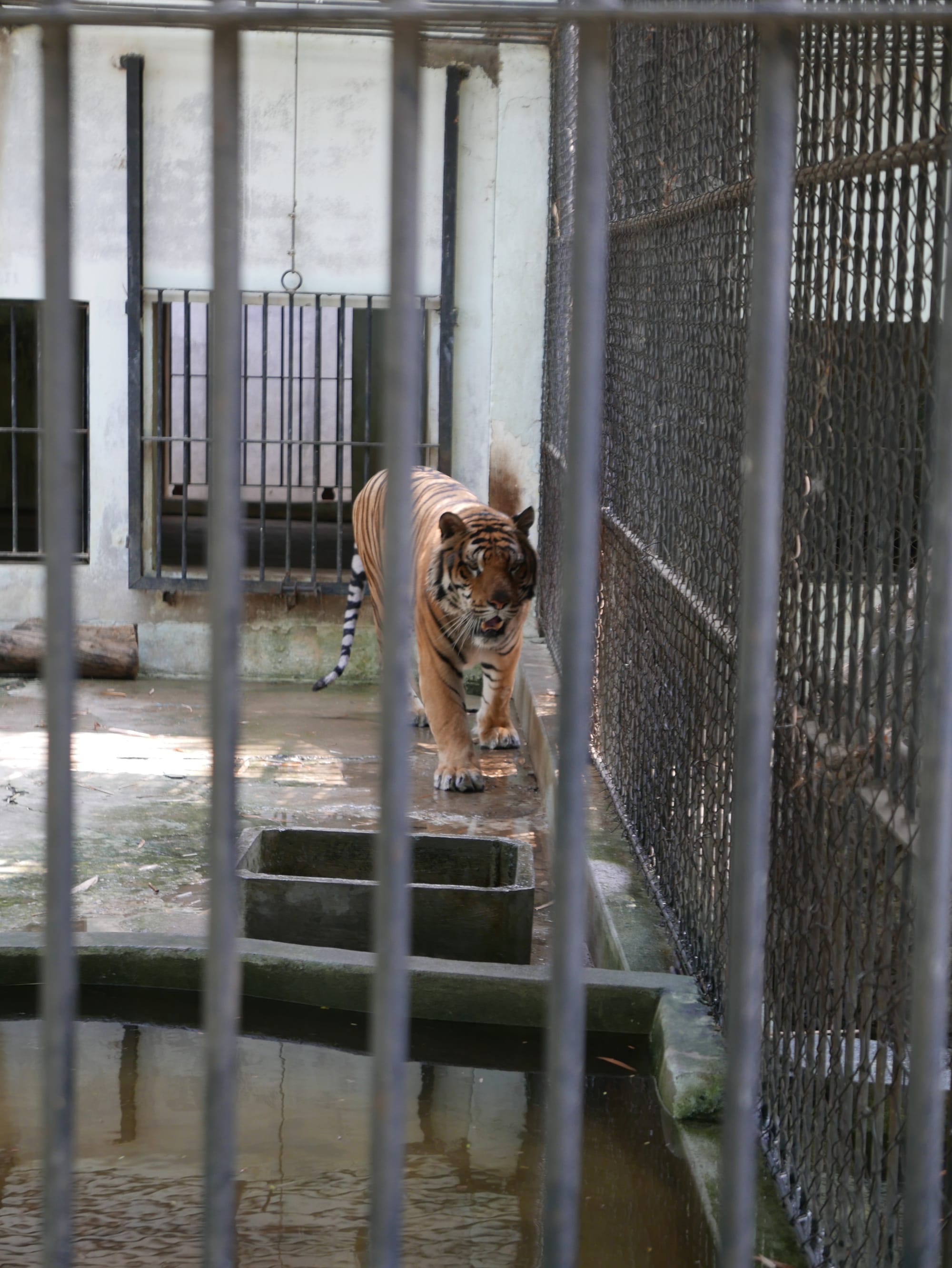 Photo by Author — tiger at Yadanabon Zoo, Mandalay, Myanmar