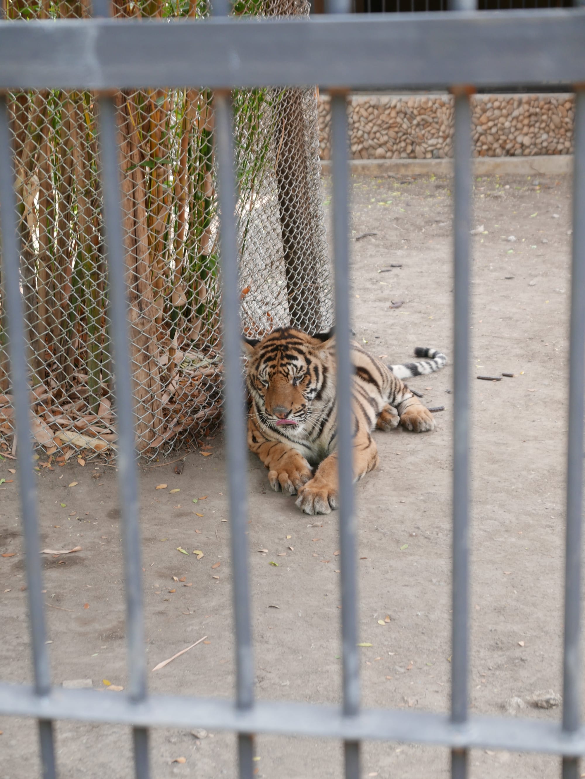 Photo by Author — tiger at Yadanabon Zoo, Mandalay, Myanmar