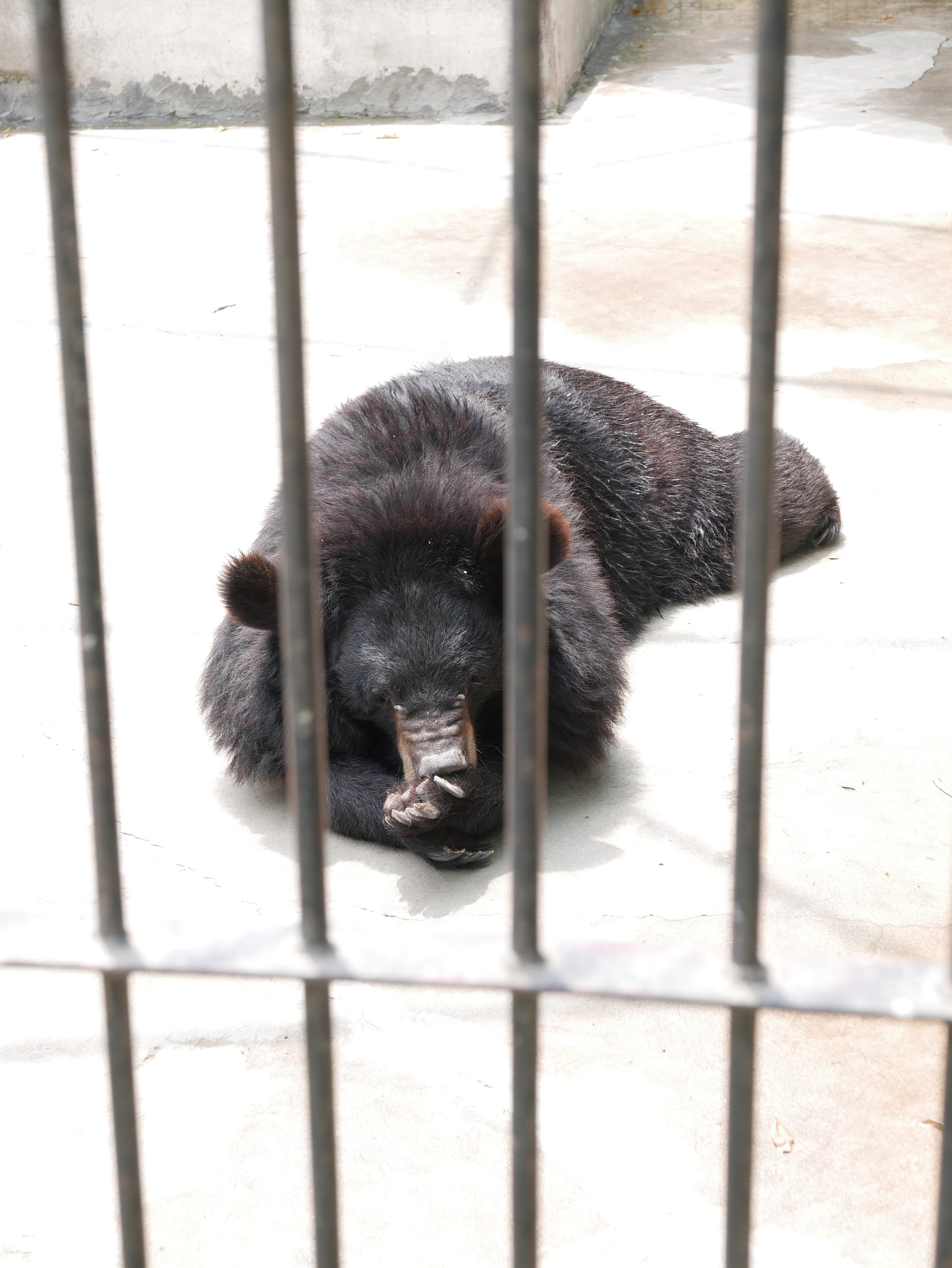 Photo by Author — bears at Yadanabon Zoo, Mandalay, Myanmar