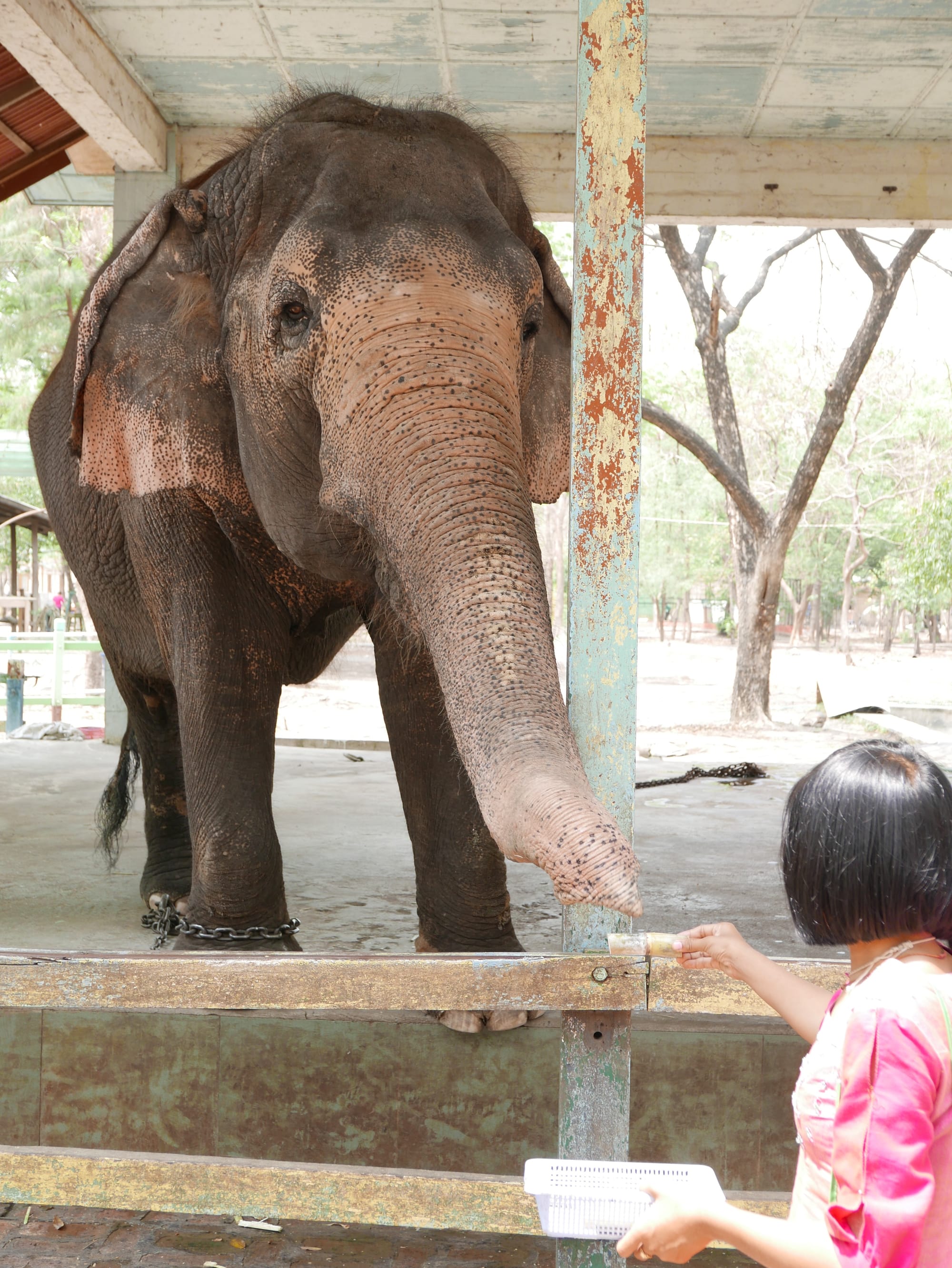 Photo by Author — elephant at Yadanabon Zoo, Mandalay, Myanmar