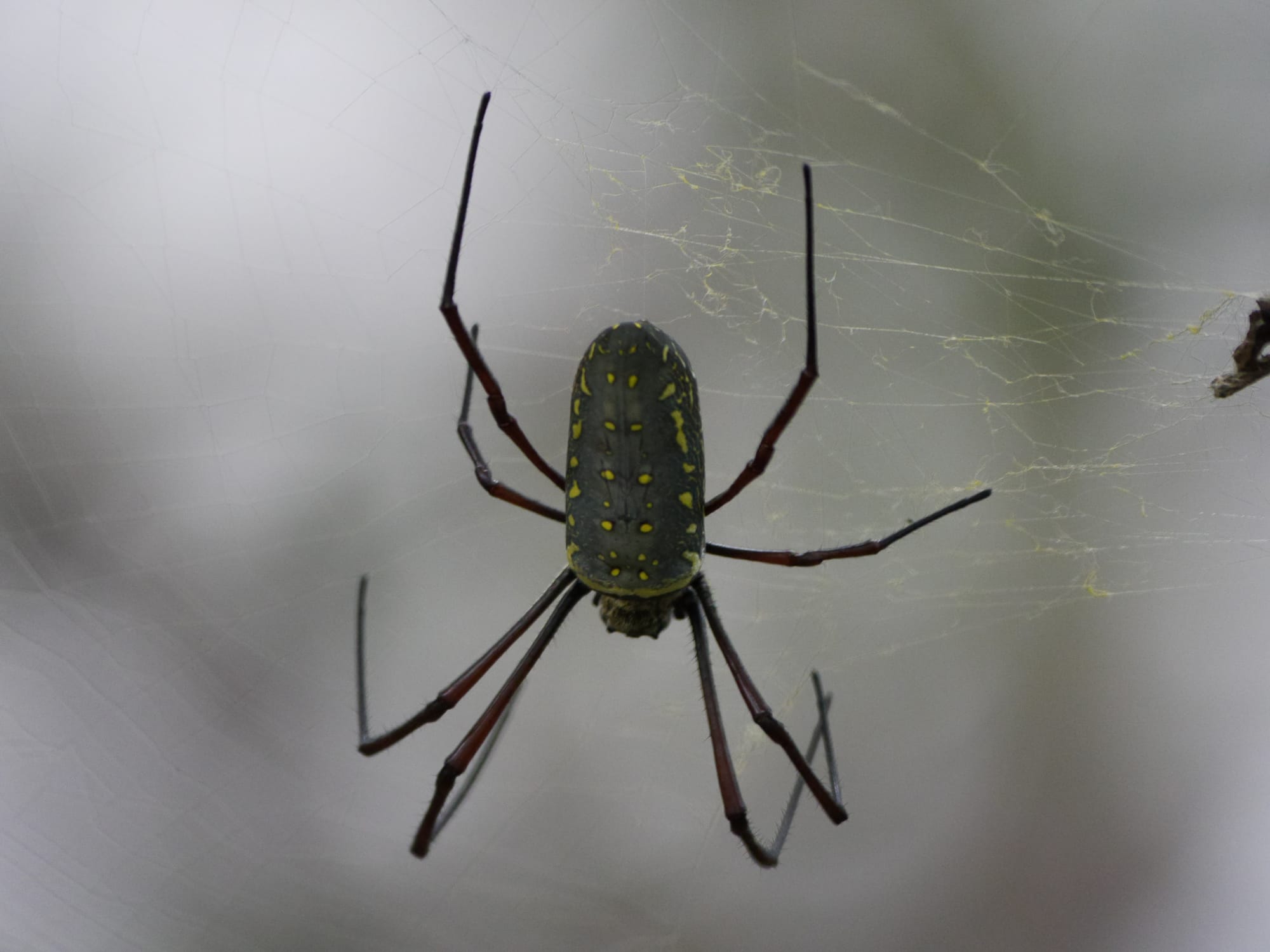 Photo by Author — Golden Orb Spider (Nephila pilipes) — Sungei Buloh Wetland Reserve, Singapore