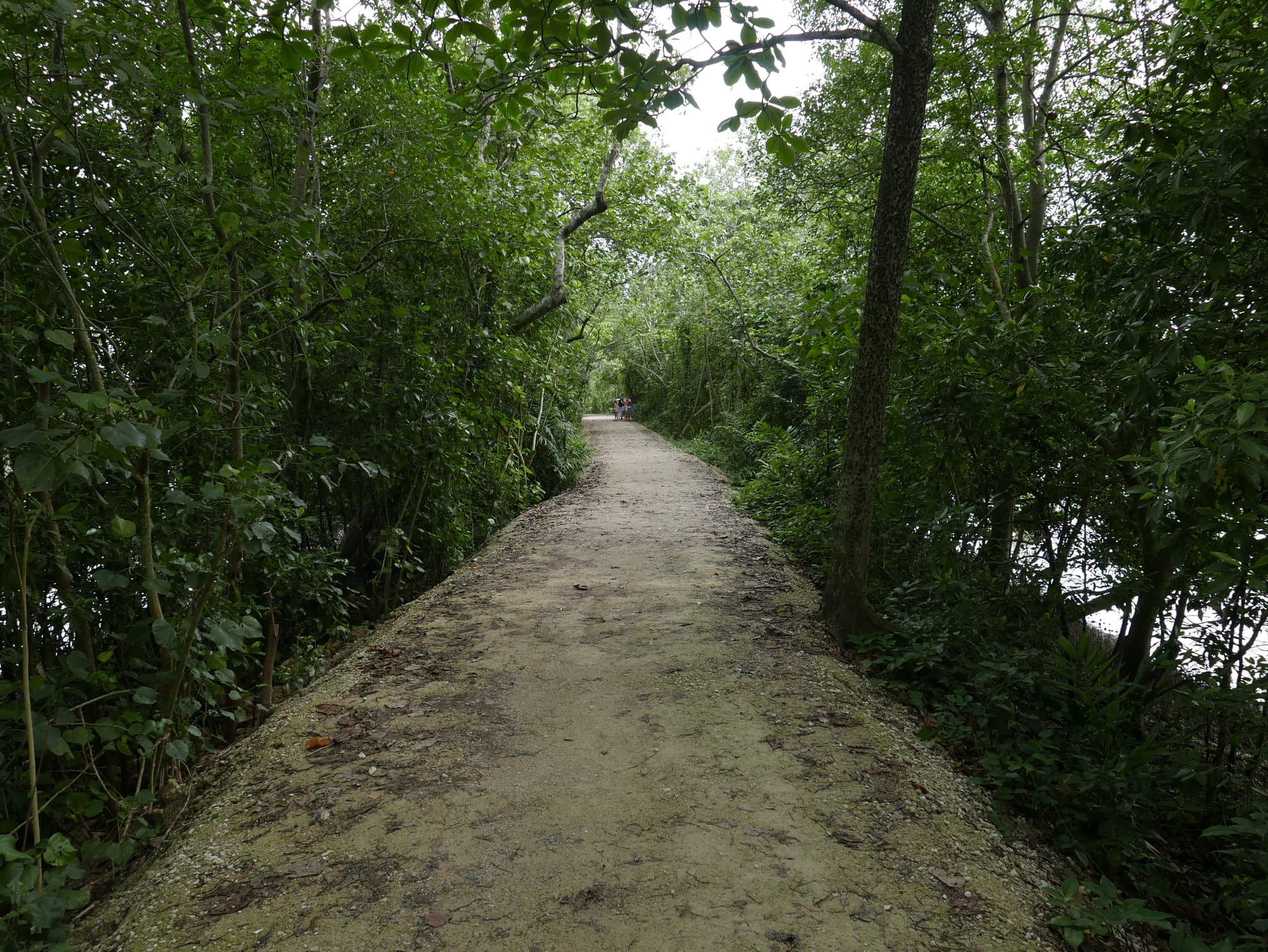 Photo by Author — trail (dyke) — Sungei Buloh Wetland Reserve, Singapore