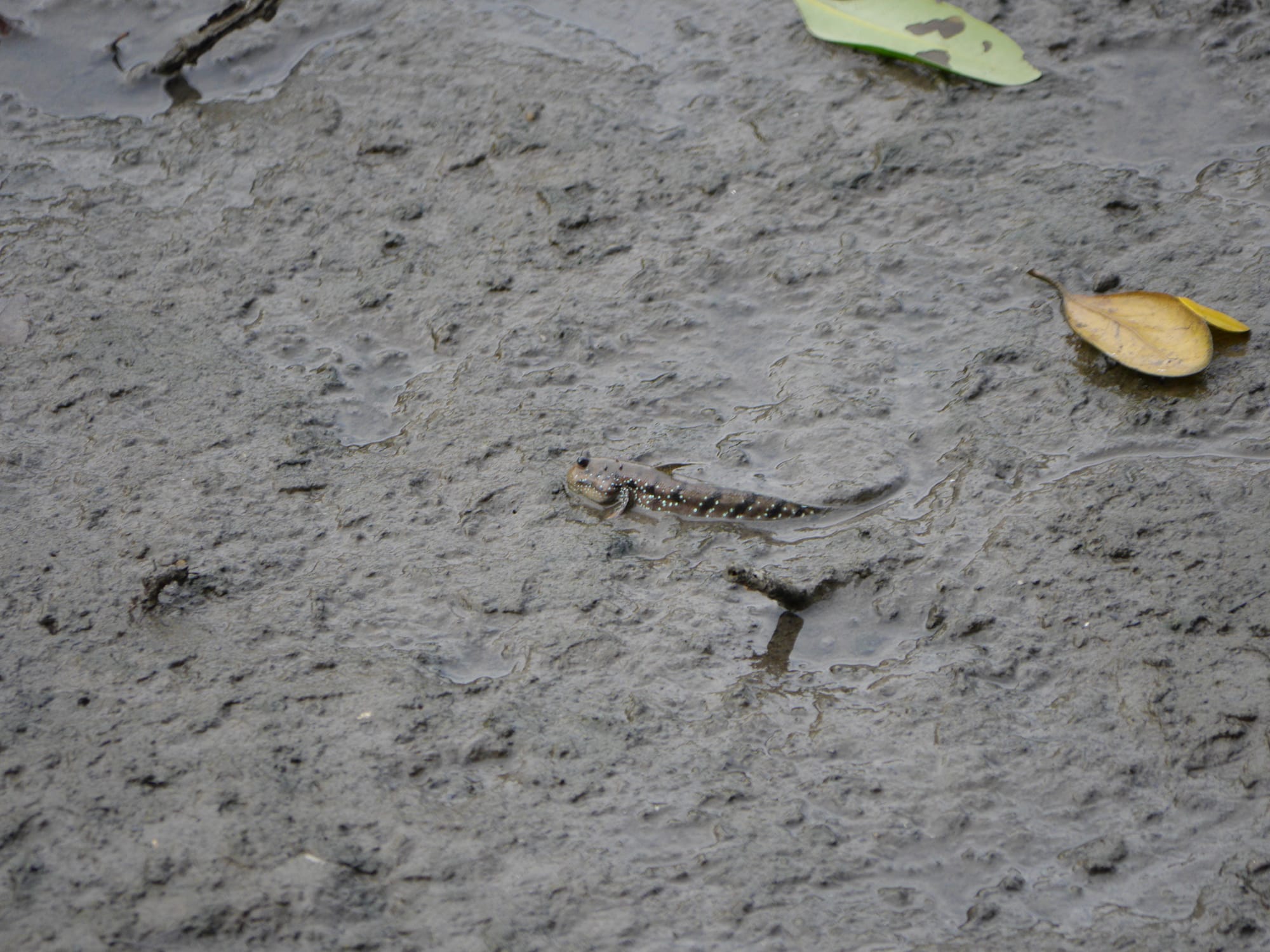 Photo by Author — Mudskippers — Sungei Buloh Wetland Reserve, Singapore