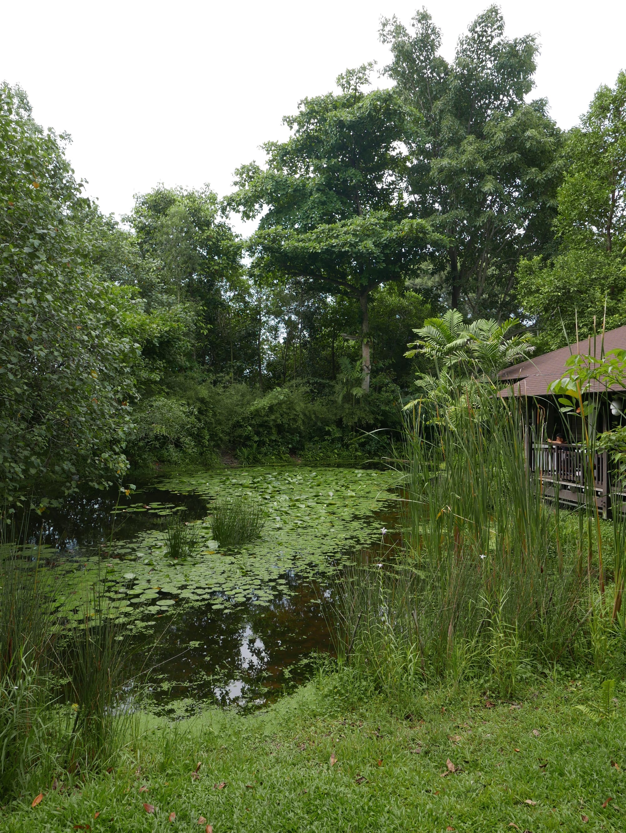 Photo by Author — Sungei Buloh Wetland Reserve, Singapore
