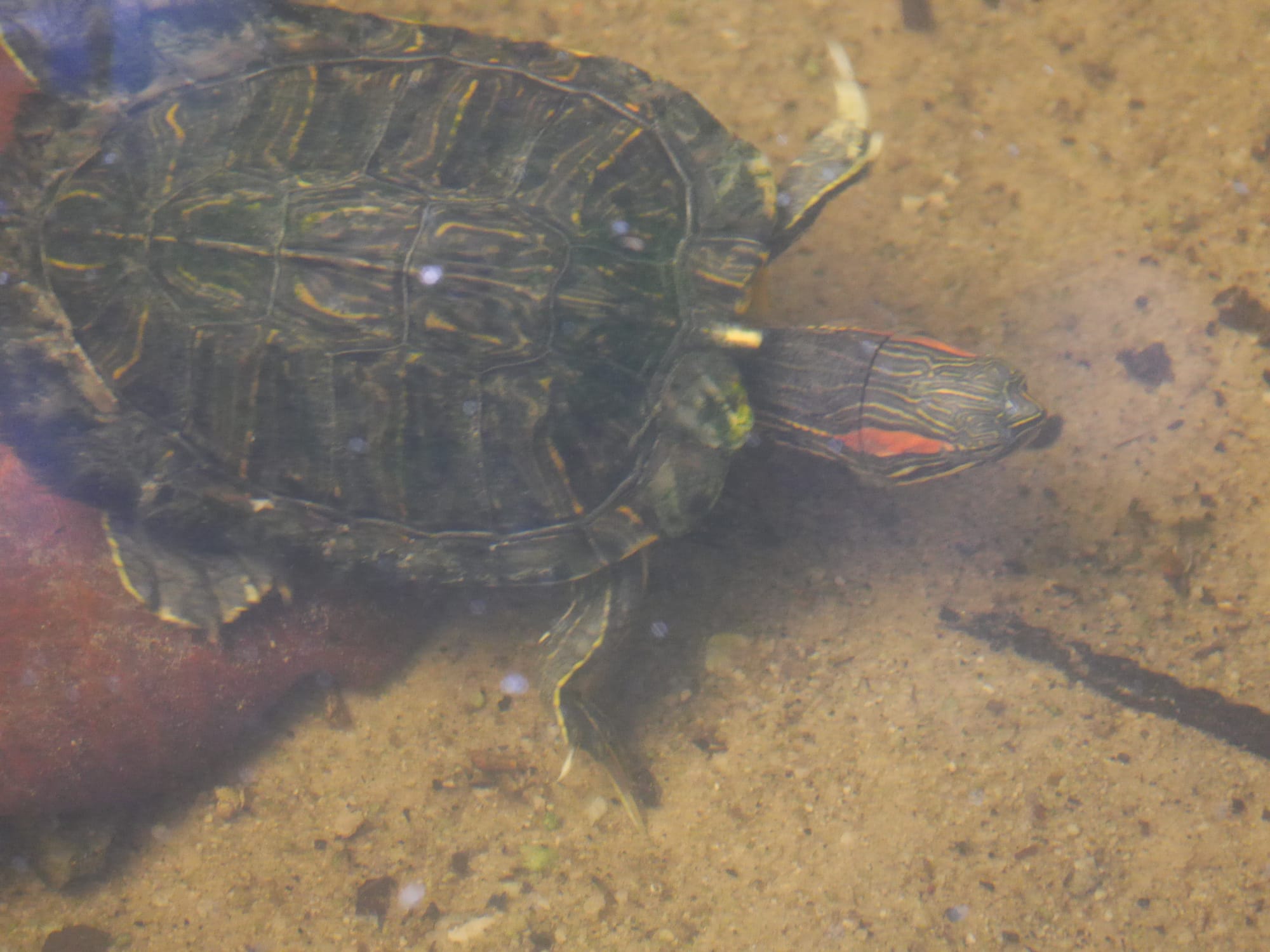 Photo by Author — turtles — Sungei Buloh Wetland Reserve, Singapore
