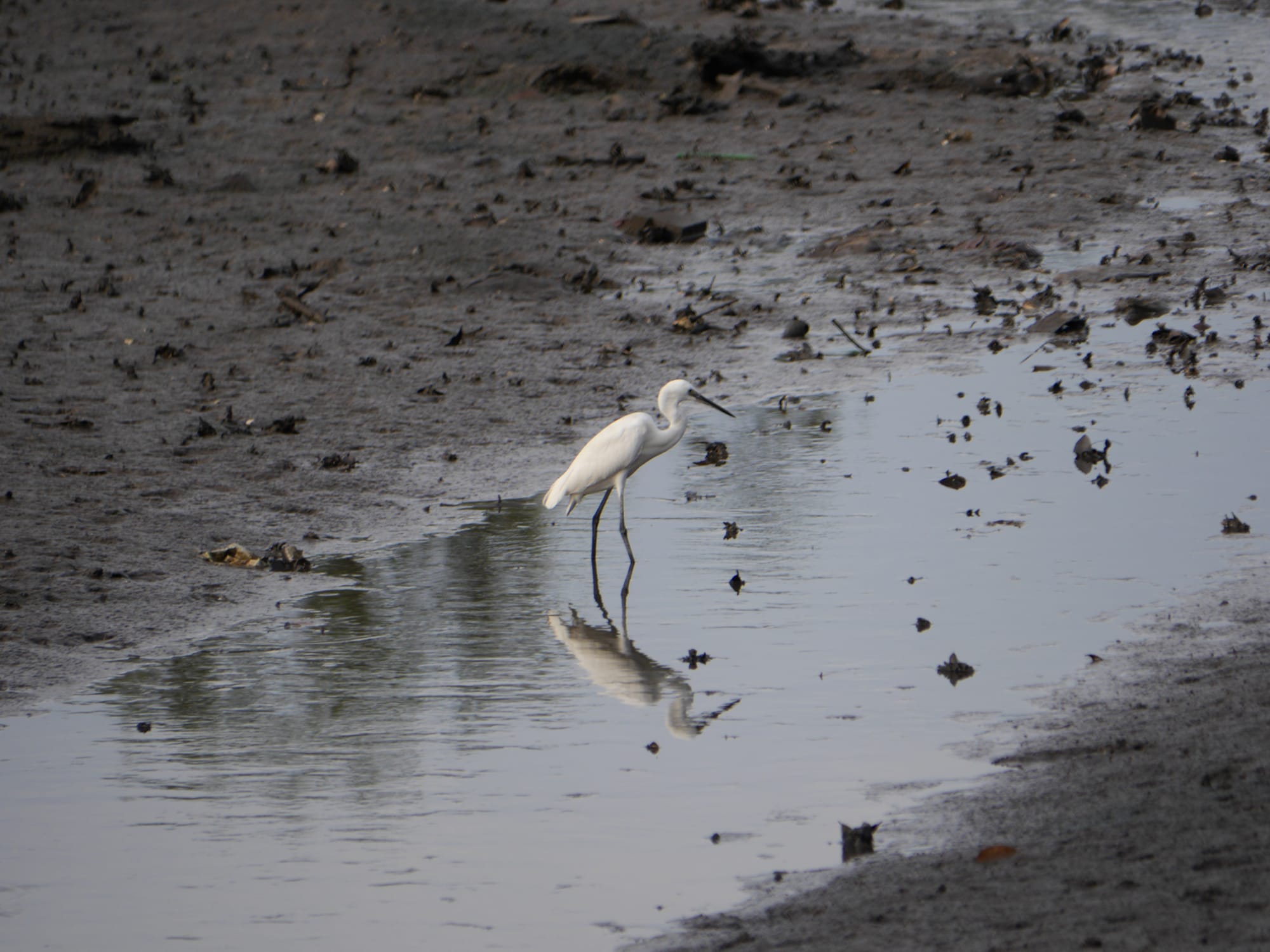 Photo by Author — Sungei Buloh Wetland Reserve, Singapore
