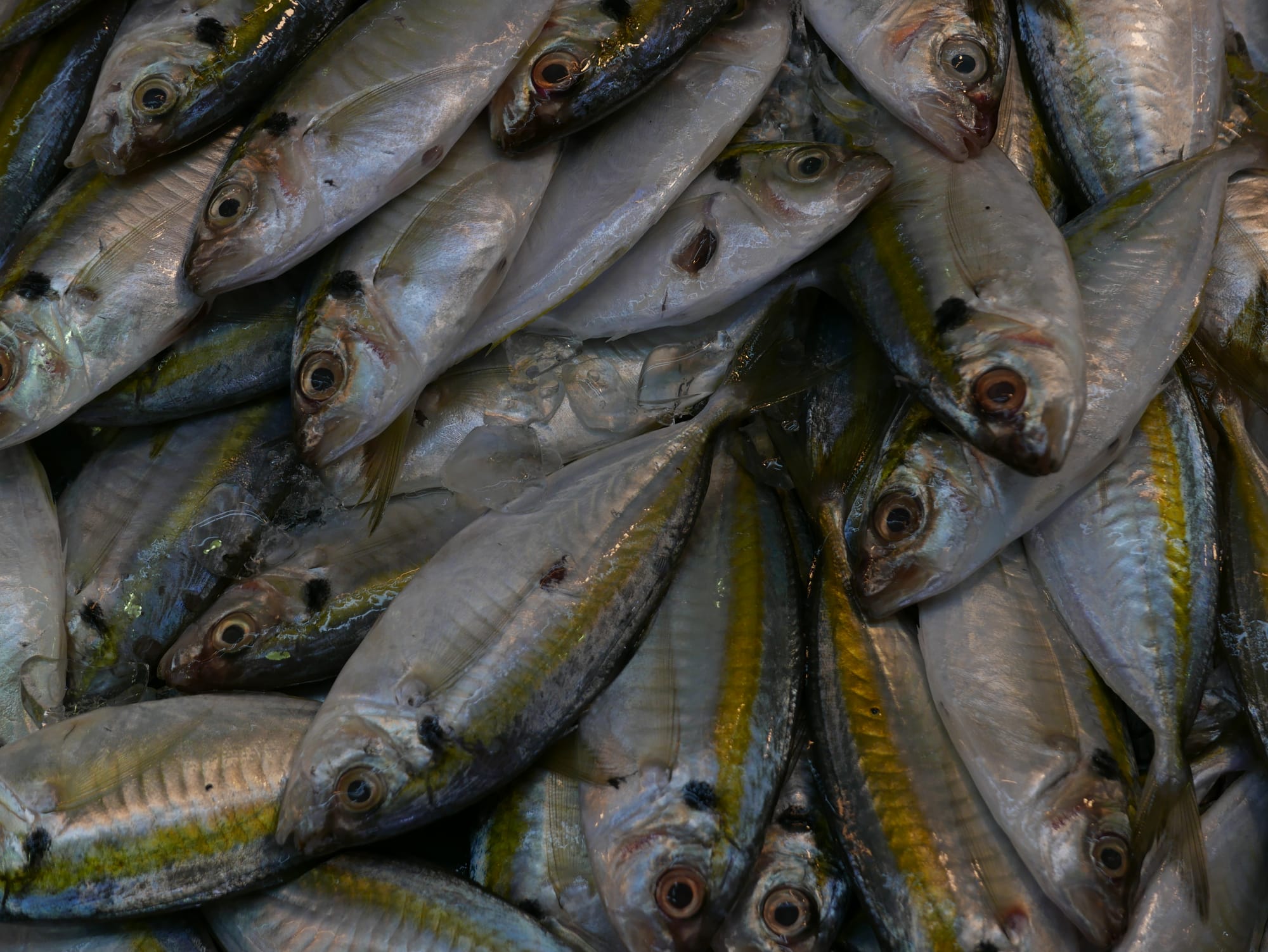 Photo by Author — fish stall — Bestmart, Johor Bahru