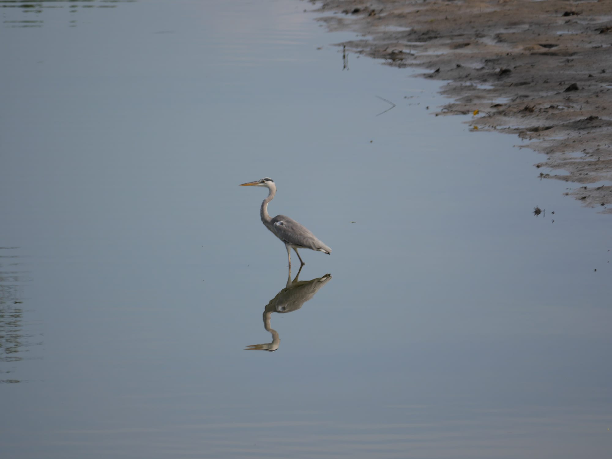 Photo by Author — heron — Sungei Buloh Wetland Reserve, Singapore