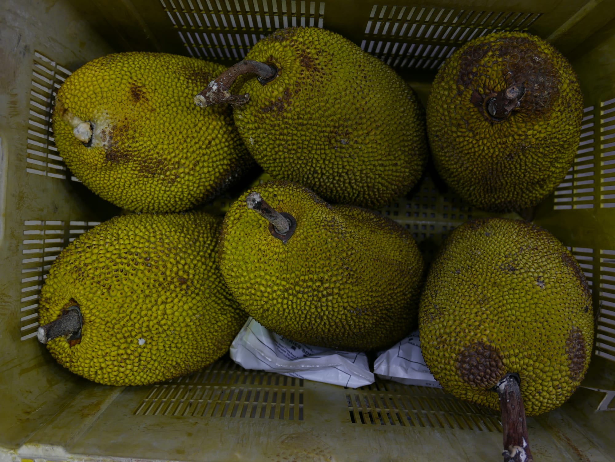 Photo by Author — Jack Fruit — Bestmart, Johor Bahru