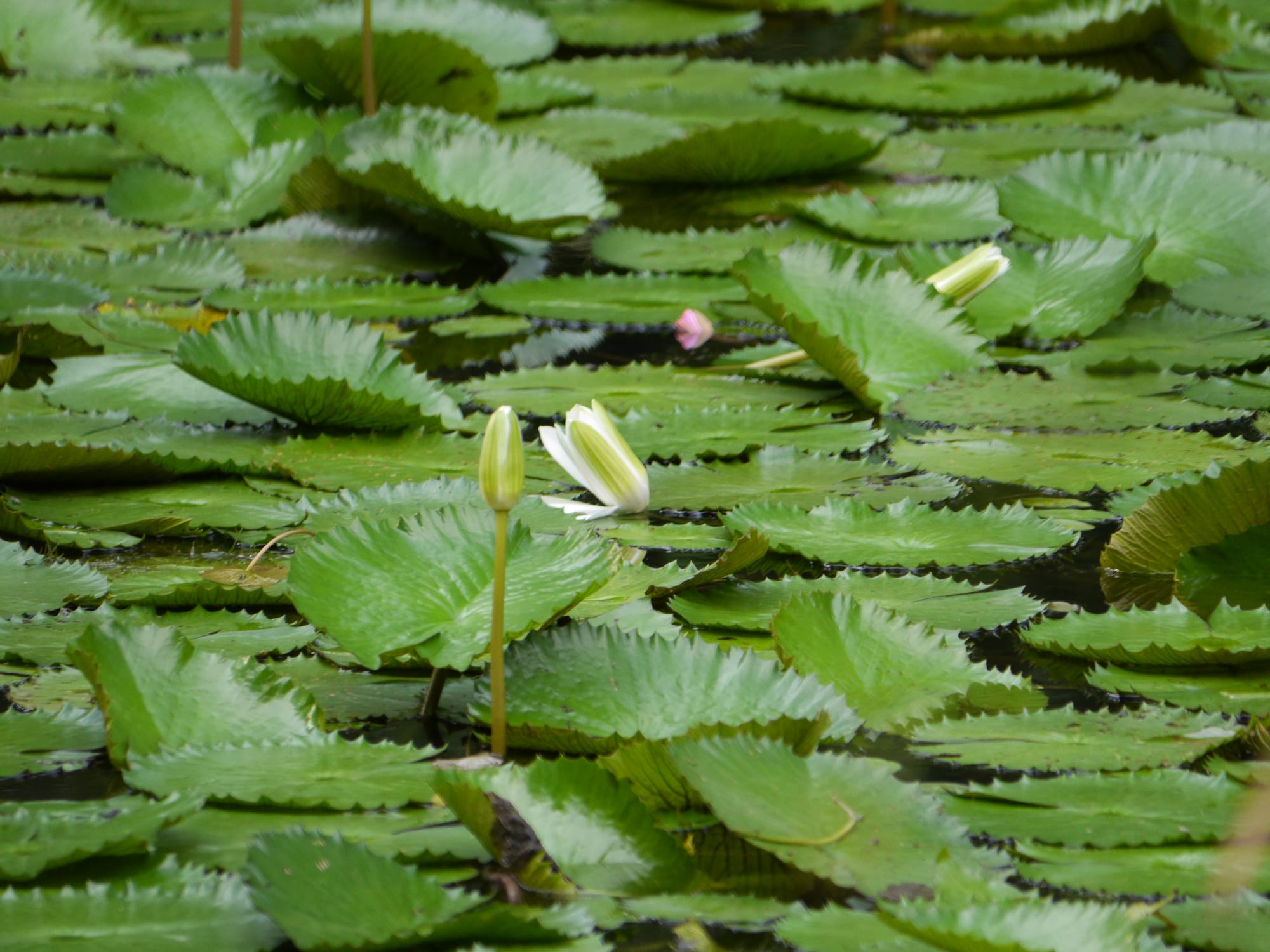 Photo by Author — Sungei Buloh Wetland Reserve, Singapore