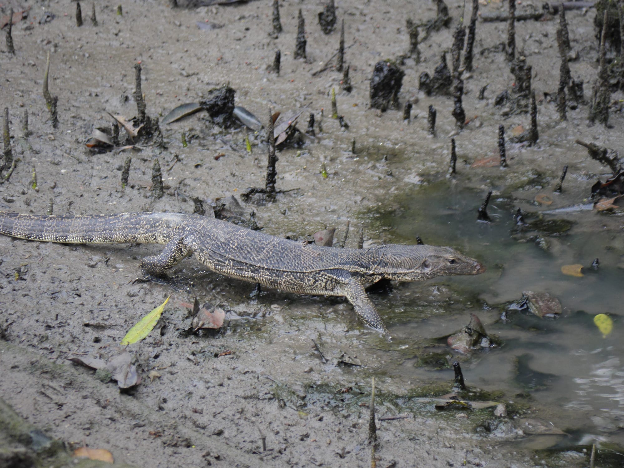 Photo by Author — monitor lizard — Sungei Buloh Wetland Reserve, Singapore
