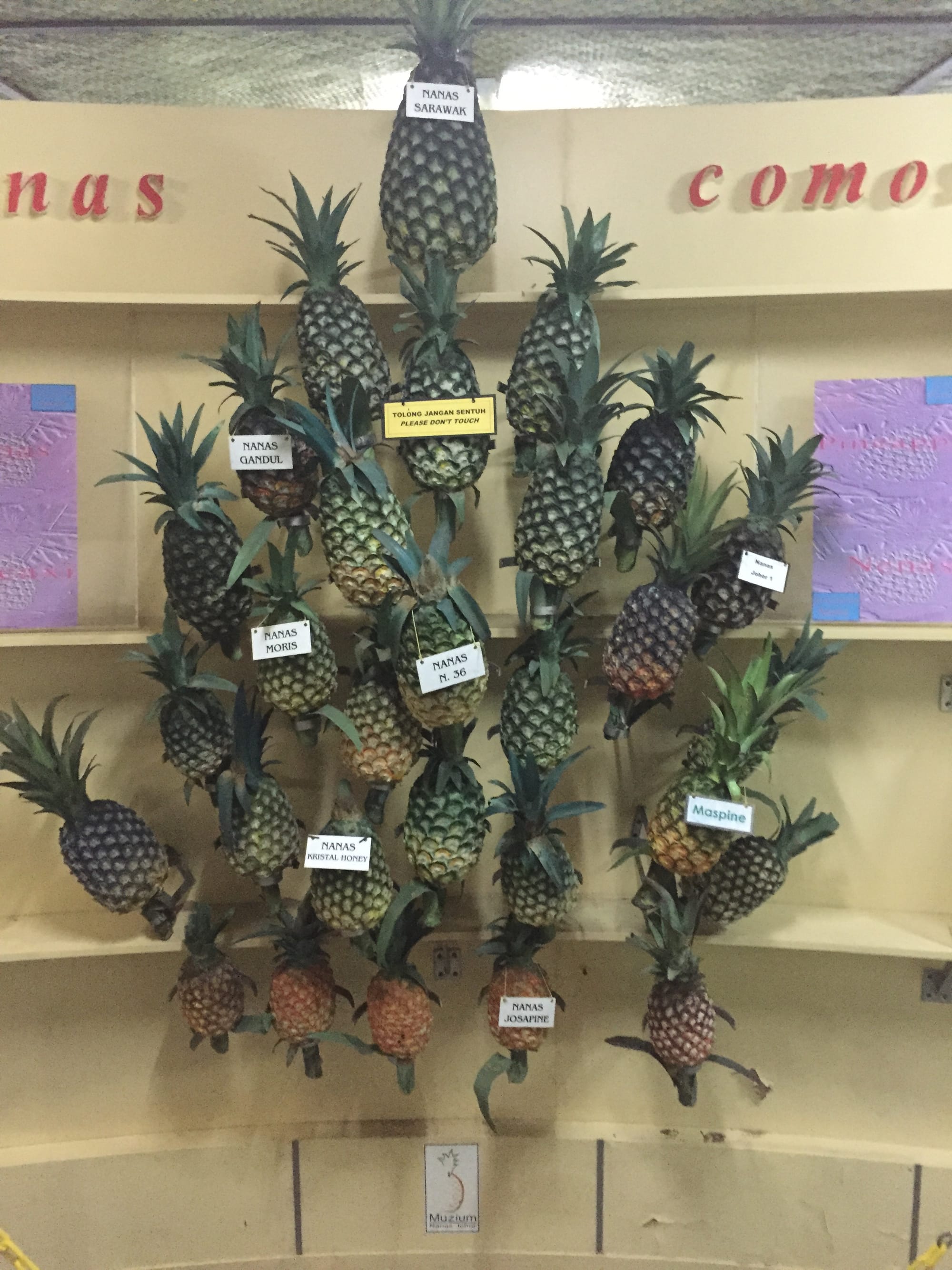 Photo by Author — pineapple models at the Muzium Nanas (Pineapple Museum), Johor, Malaysia