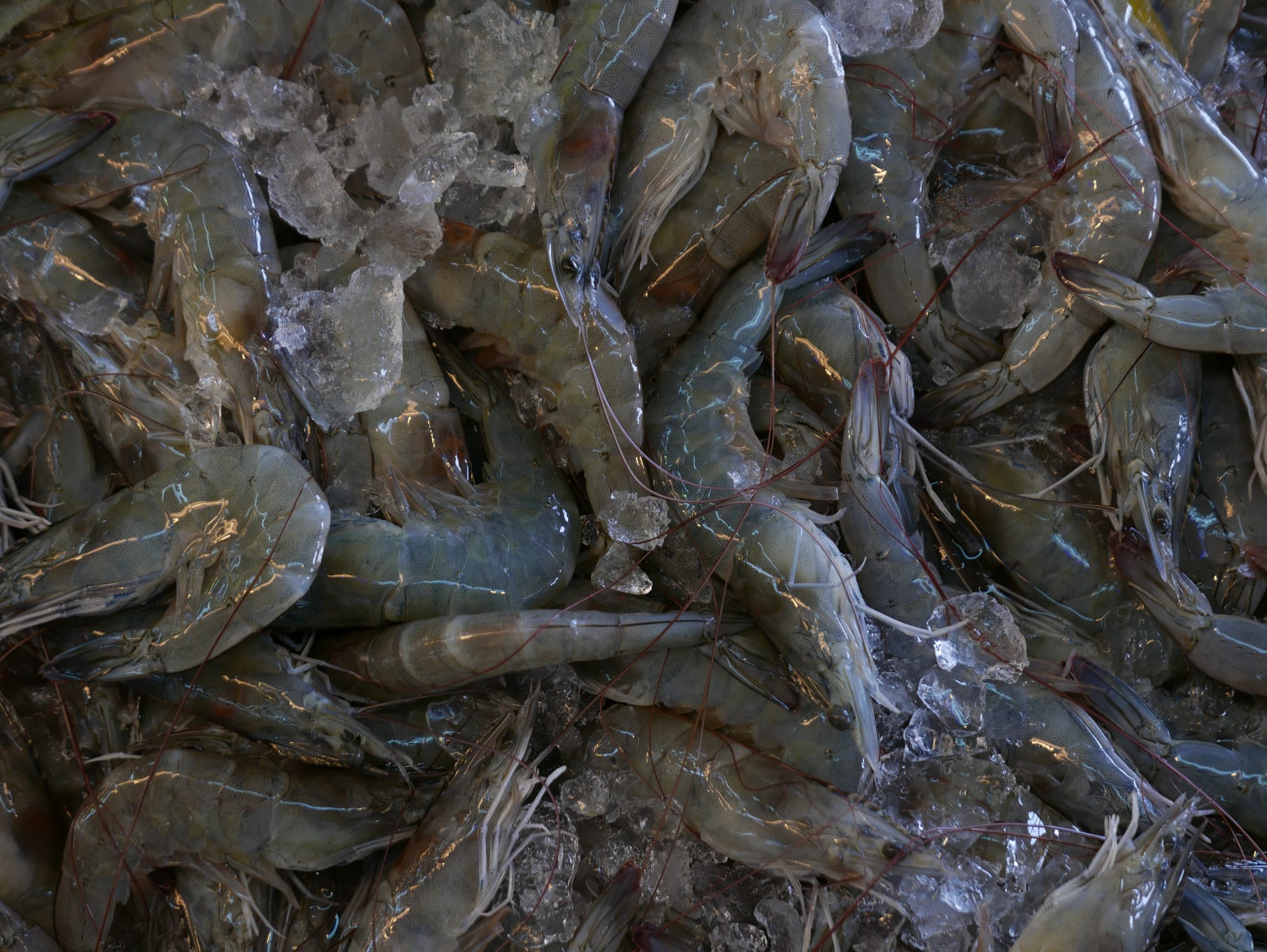Photo by Author — fish stall — Bestmart, Johor Bahru