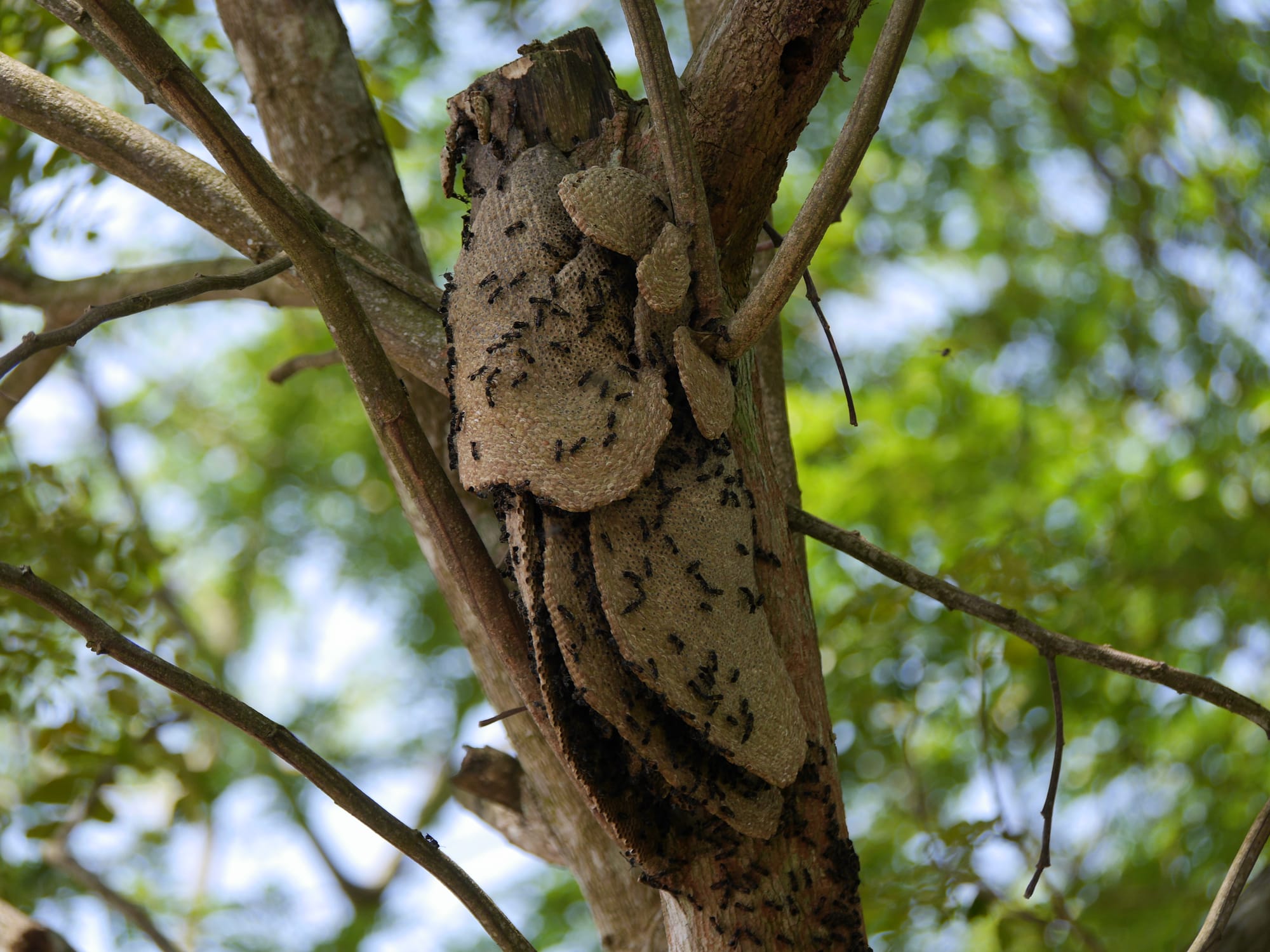Photo by Author — Stingless bees (Trigona spp) nest