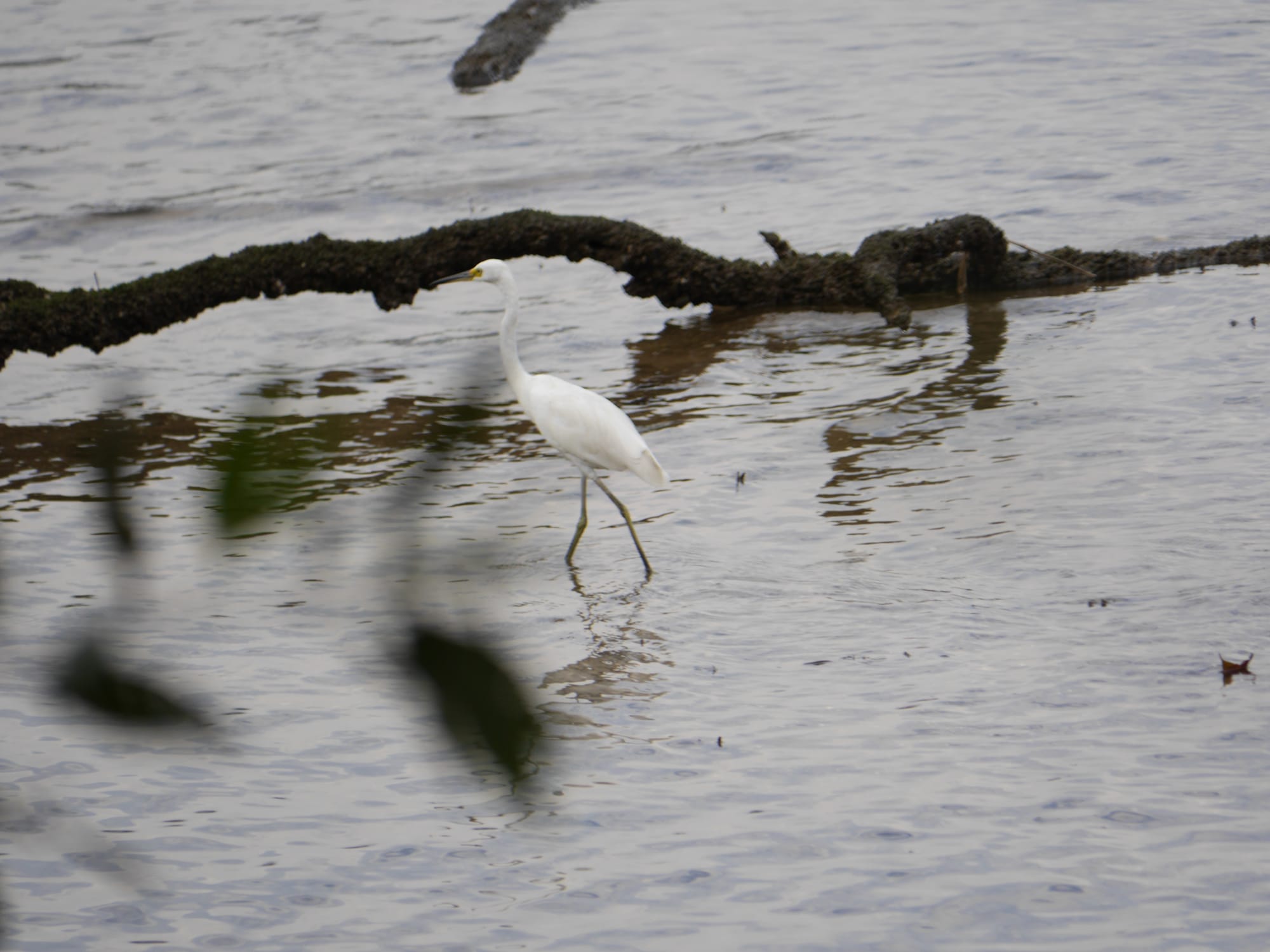 Photo by Author — Sungei Buloh Wetland Reserve, Singapore